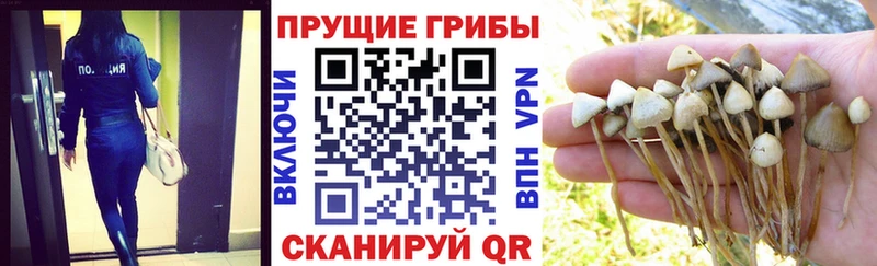 купить наркоту  Спас-Клепики  Псилоцибиновые грибы Psilocybine cubensis 